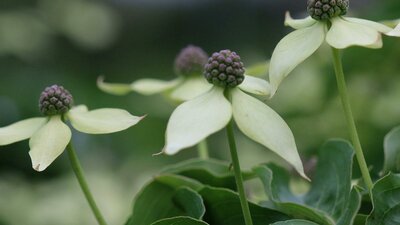 A close image of 'flowering dogwoods' with tight purple cluster centres and pale white 'petals'