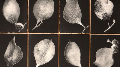 Hilary Warren: Diversity and Light - Hakea petiolaris, Printmaking - Photopolymer Photogravure (etch