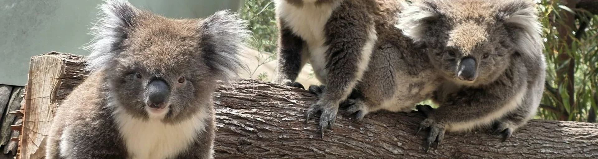 Quality Koalas at Tidbinbilla