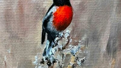 Scarlet Robin painting by Penny Deacon
