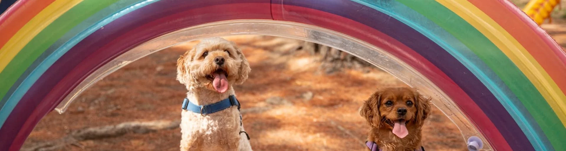 Rainbow Paws Party: Let's Celebrate Dogversity!