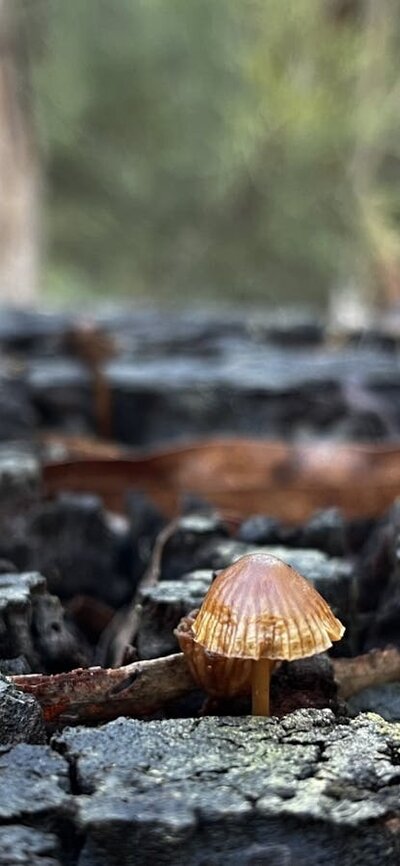 Tiny brown mushroom on wet, black tree stump
