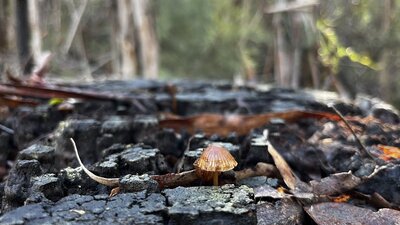 Tiny brown mushroom on wet, black tree stump