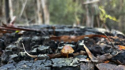 Tiny brown mushroom on wet, black tree stump