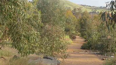 STEP Forest - National Arboretum Canberra Red gravel pathway bordered by native grasses and trees