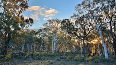 Box-gum grassy woodland at Mulligans Flat with blue sky and late afternoon light