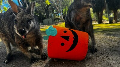 Spooktacular