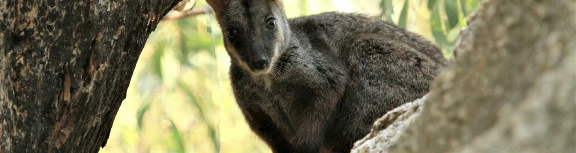 Rock-wallaby Wander at Tidbinbilla