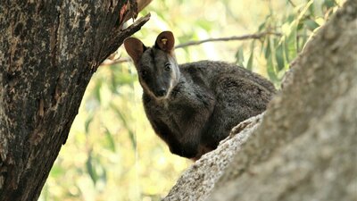 Rock Wallaby in a tree looking cute