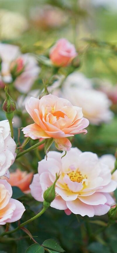 Various pink roses in a garden