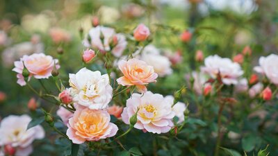 Various pink roses in a garden
