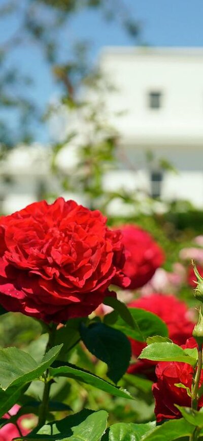 Red roses in a garden