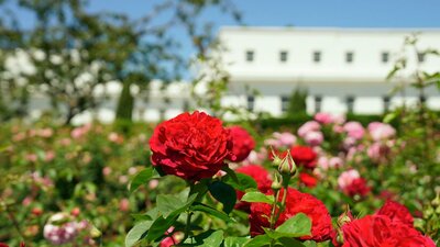 Red roses in a garden