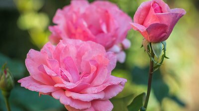 Pink roses in a garden