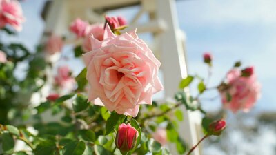 Pink roses in a garden