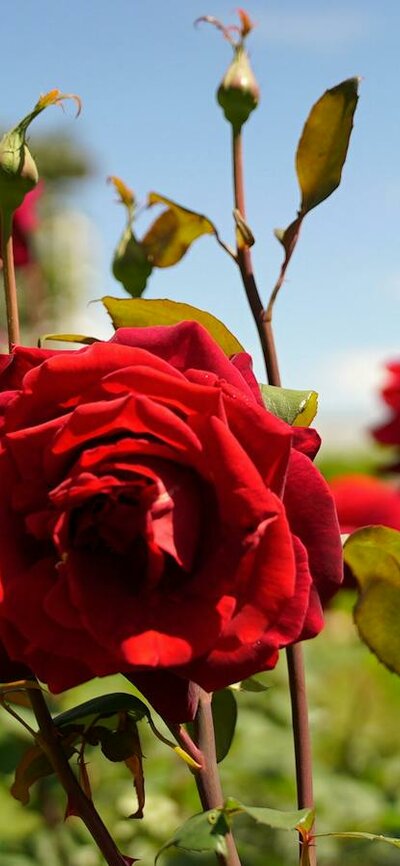 Red roses  in a garden