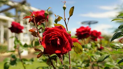 Red roses  in a garden