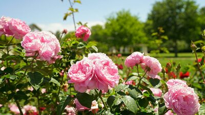 Pink roses in a garden