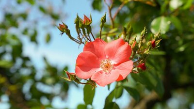 Red rose in a garden