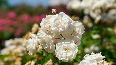 White roses  in a garden