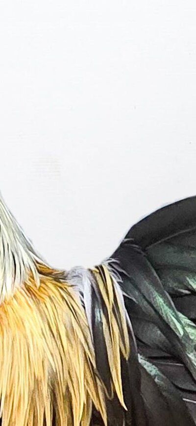 Champion bird - Royal Canberra Poultry Show