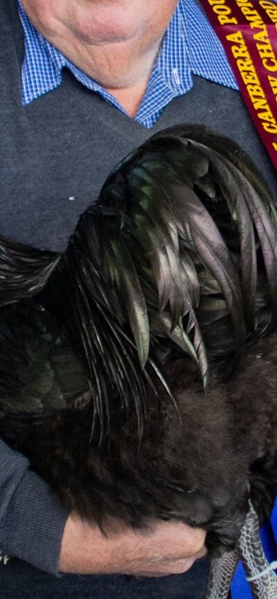 Australorp poultry with owner