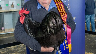 Australorp poultry with owner