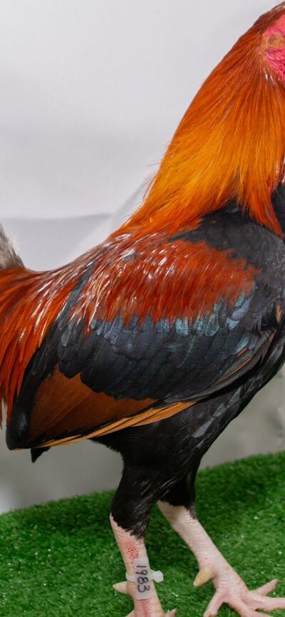 Champion bird - Royal Canberra Poultry Show