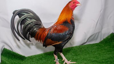 Champion bird - Royal Canberra Poultry Show