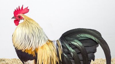 Champion bird - Royal Canberra Poultry Show Champion bird - Royal Canberra Poultry Show