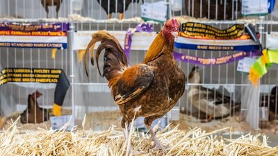 Poultry Poultry