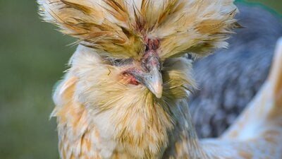 Fancy Crested Chicken