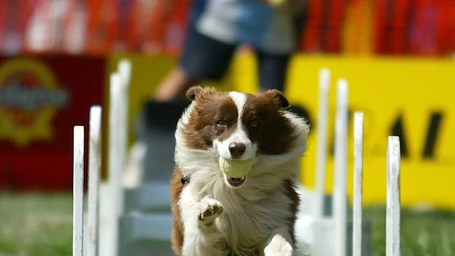 Royal Canberra Show