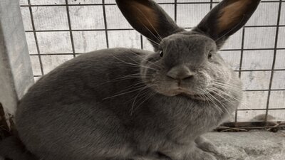 rabbit