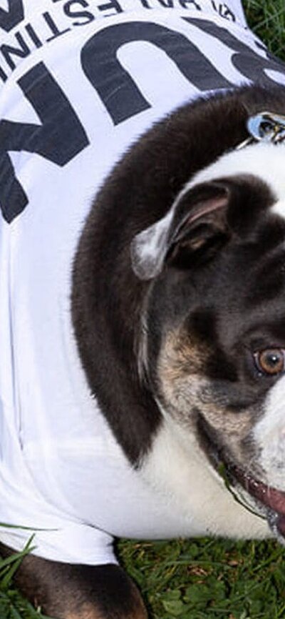 Dog in run for Palestine T-shirt