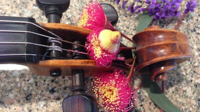Viola with beautiful gumnut blossoms on the strings