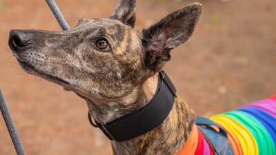 Image of a greyhound dog looking wistfully at it's owner
