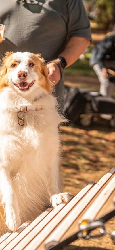 Paws Party Canberra