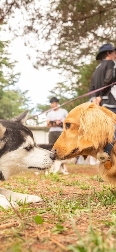 Paws Party Canberra