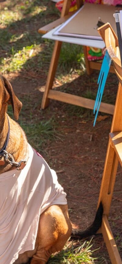Paws Party Canberra