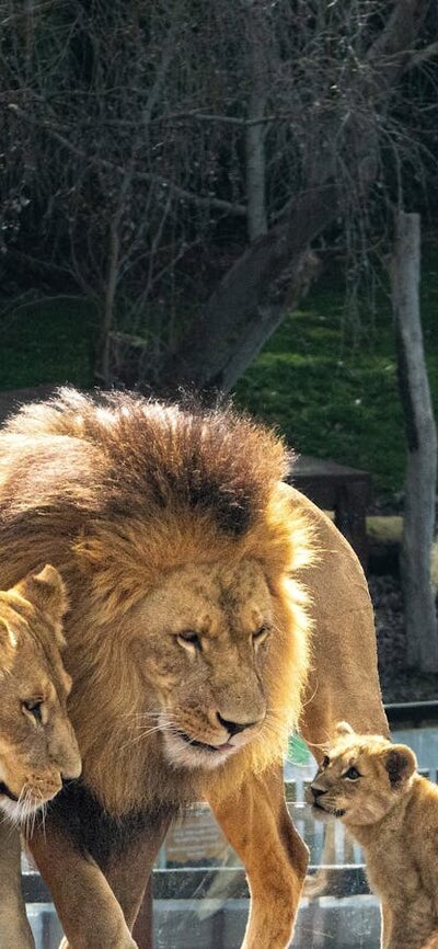 Celebrate Nyra - the Zoo's lion cub Photo depicts a family of lions