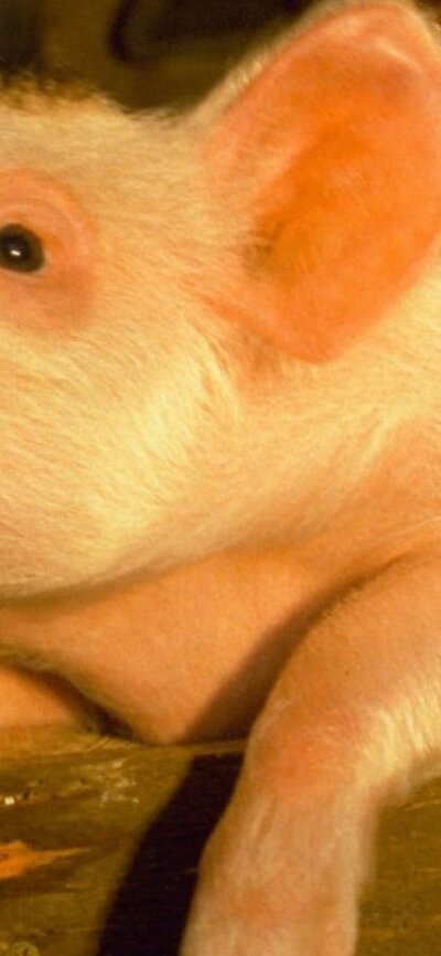 Still from Babe showing a close up of a pig