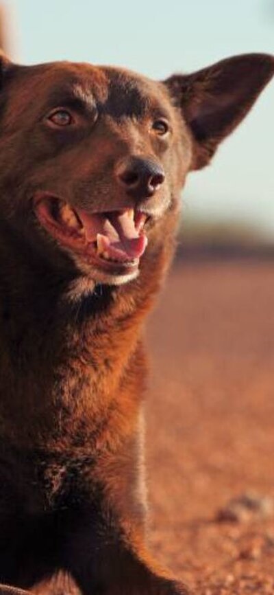 Still from Red Dog showing a kelpie in an outback landscape