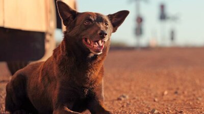 Still from Red Dog showing a kelpie in an outback landscape