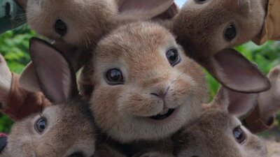 Animated still from Peter Rabbit showing a group of rabbits