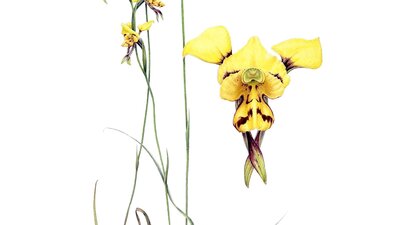 Bontancial study of delicate yellow flowers on a pristine white background