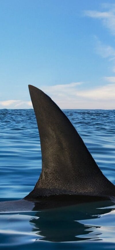 Fin of shark coming out of the water