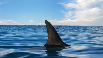 Fin of shark coming out of the water