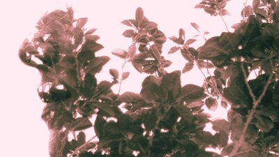 Mockingbird presents Snatches Mockingbird presents Snatches - Picture of leaves overlaid on lady's side profile