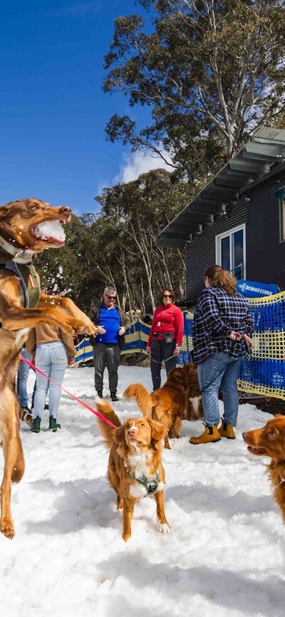 People and Dogs standing in snow, one dog jumping in the air to catch a snowball